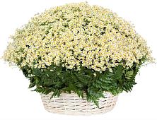 Цветочная композиция из Ромашки в корзине #REPLACE_PRED# Горшечное